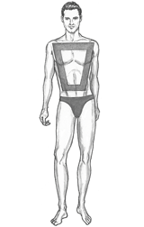 Shape masculine body Male Body